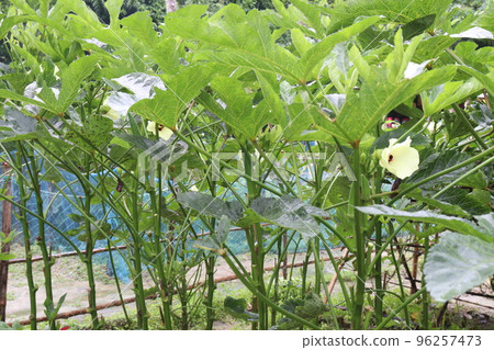 lady finger on tree in firm 96257473