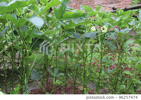 lady finger on tree in firm 96257474