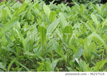 turmeric tree farm for spice harvest turmeric tree farm for spice harvest 96257528