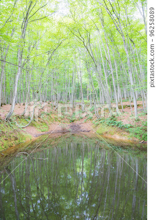 新潟之夏美人林 96258089