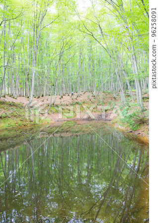 新潟之夏美人林 96258091