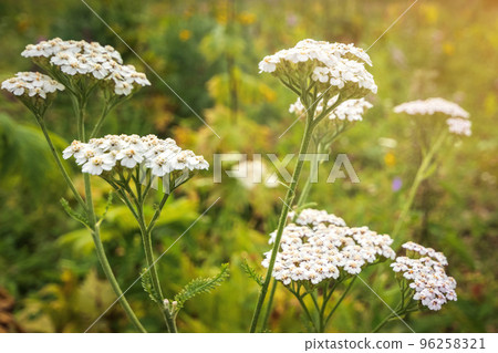 Yarrow or Achillea millefolium - medicinal wild herb. Plant during flowering in summer meadow Yarrow or Achillea millefolium - medicinal wild herb. Plant during flowering in summer meadow 96258321