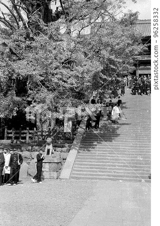 鶴岡八幡宮大銀杏樹 1958 96258332