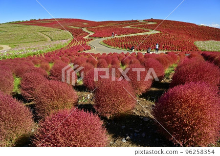 日立海濱公園三晴山地膚和大波斯菊花田 96258354