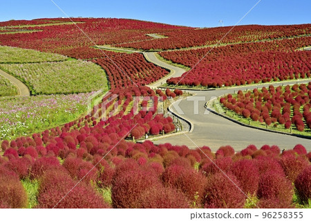 Kochia and cosmos flower fields at Miharashi Hill in Hitachi Seaside Park 96258355