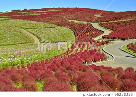 日立海濱公園三晴山地膚和大波斯菊花田 96258356