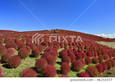 日立海濱公園三晴山地膚和大波斯菊花田 96258357
