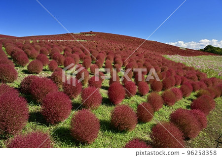 Kochia and cosmos flower fields at Miharashi Hill in Hitachi Seaside Park 96258358