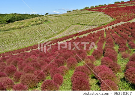 Kochia and cosmos flower fields at Miharashi Hill in Hitachi Seaside Park 96258367