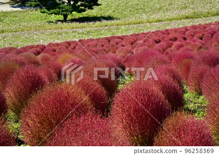 日立海濱公園三晴山地膚和大波斯菊花田 96258369