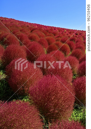 日立海濱公園三晴之丘地膚花田上空的藍天 96258406