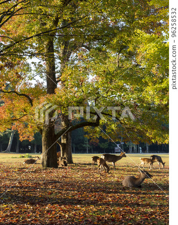 奈良公園和秋天的鹿 奈良公園和秋天的鹿 96258532