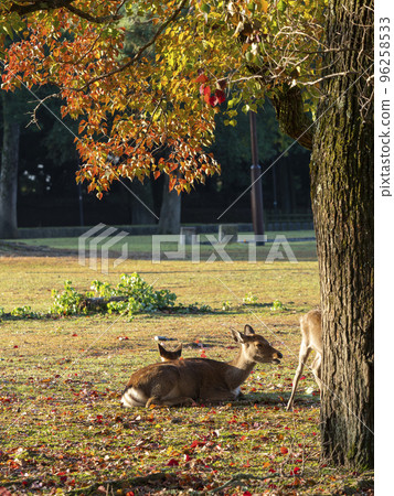Nara Park and deer in autumn colors 96258533