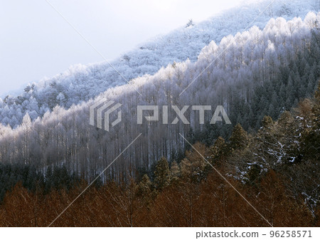 The rime forest shines white in the morning sun, creating a beautiful contrast with the larch pines. 96258571