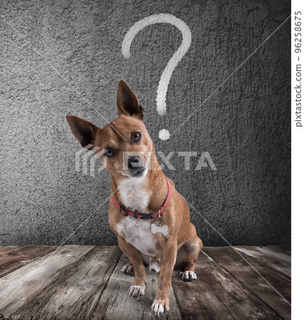 Dog with quizzical expression Dog with quizzical expression 96258675