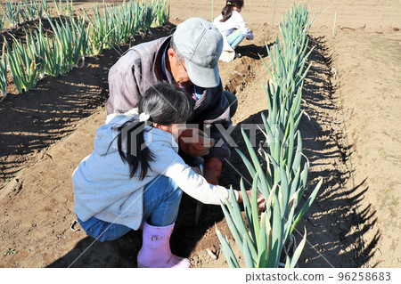 廚房花園祖父和孫子 廚房花園祖父和孫子 96258683
