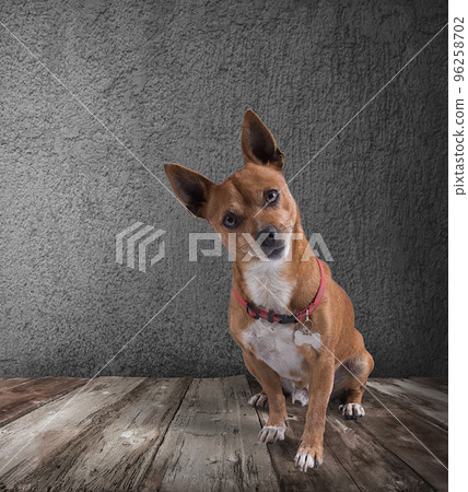 Dog with quizzical expression 96258702