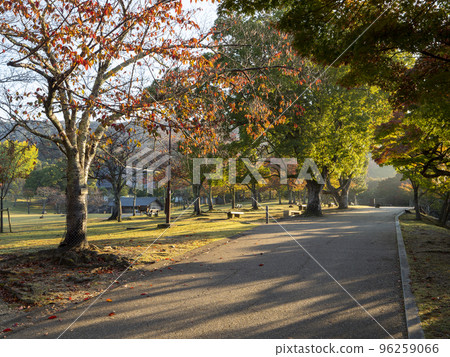 Scenery of Nara Park with autumn leaves in the morning sun 96259066