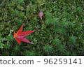 Autumn leaves on moss 96259141
