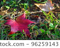 A piece of autumn leaves 96259143