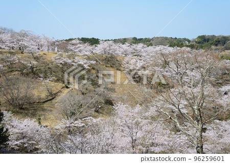 我們去西山公園#63看櫻花 96259601