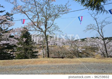 We went to see the cherry blossoms at Nishiyama Park #64 96259602