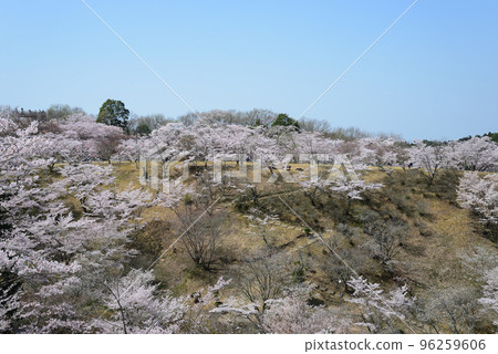 去西山公園#67看櫻花 96259606