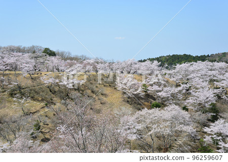 我們去西山公園看櫻花#68 96259607