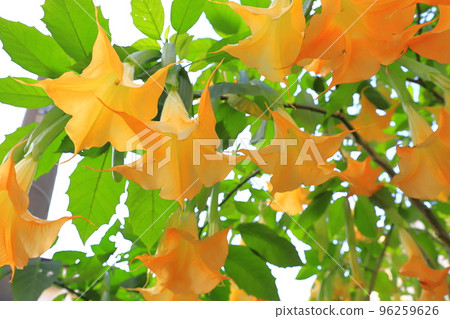 天使Stramppet花(生長韓國早晨臉) 天使Stramppet花(生長韓國早晨臉) 96259626