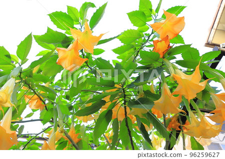 Angel's trumpets flower (Growth Datura) 96259627