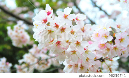 櫻花的風景 96259741