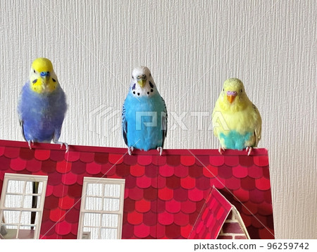 三隻可愛的鸚鵡 96259742