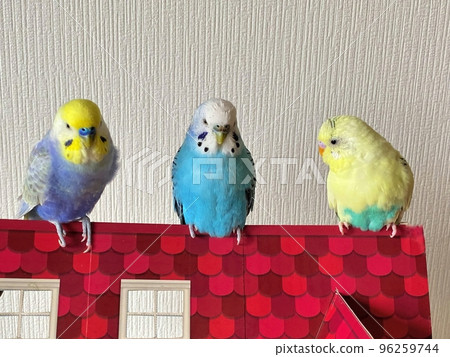 三隻可愛的鸚鵡 96259744