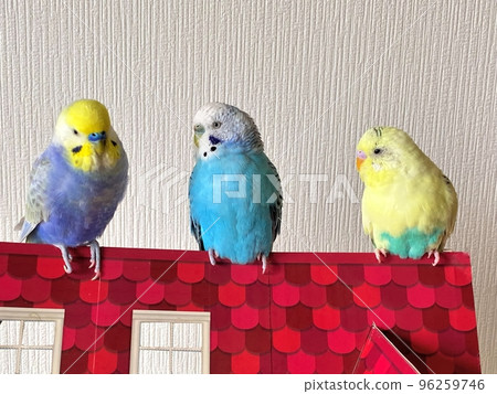三隻可愛的鸚鵡 96259746