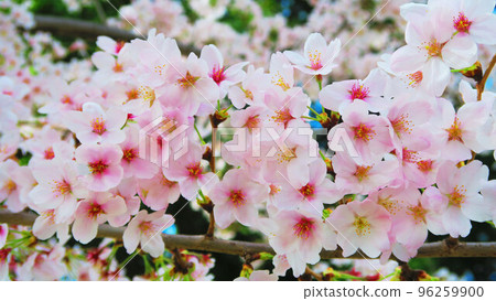 Scenery with cherry blossoms Scenery with cherry blossoms 96259900