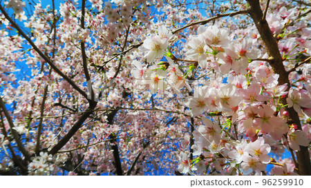 櫻花的風景 櫻花的風景 96259910