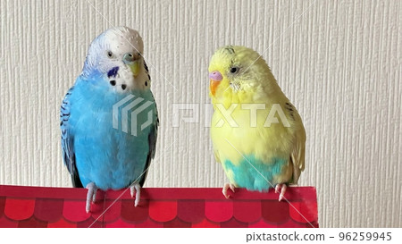 Two good friends budgerigars Two good friends budgerigars 96259945