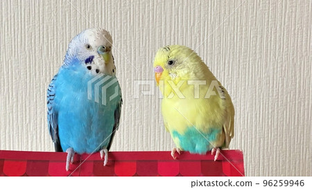 Two good friends budgerigars 96259946