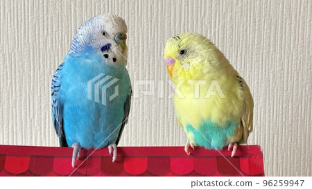 Two good friends budgerigars 96259947