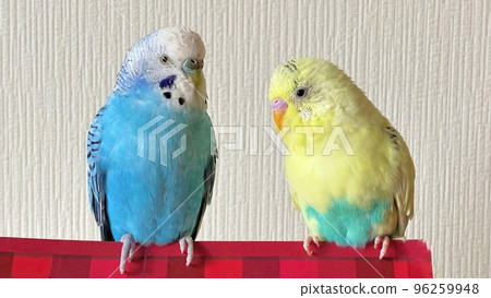 Two good friends budgerigars 96259948