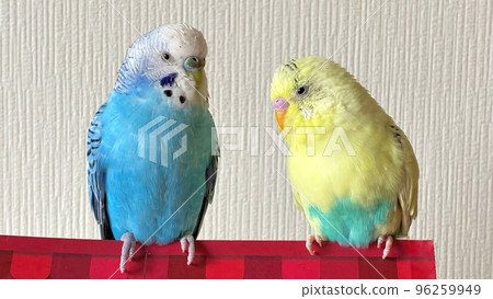 Two good friends budgerigars Two good friends budgerigars 96259949