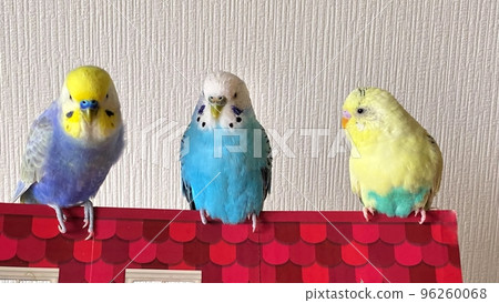 三隻可愛的鸚鵡 96260068