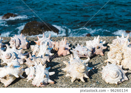 Image of seafood, shells and seaside Image of seafood, shells and seaside 96260134