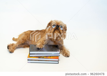 A cute Brussels Griffon dog with glasses is reading a book on a white background. 96260478
