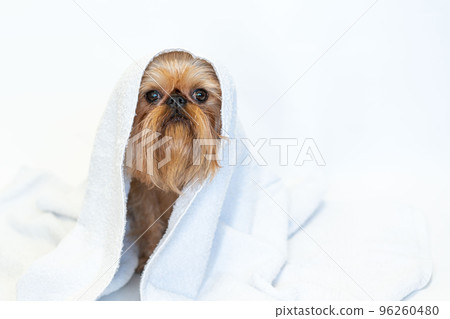 cute dog brussels griffon with white towel close up on white background 96260480