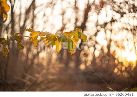 defocused view of dried wild flowers and grass, with lens flares against blurred sky background by helios lens 96260481