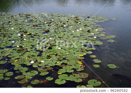 京都大澤池睡蓮花-10 96260582
