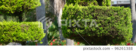 Green thuja cropped in form of circles in yard 96261388