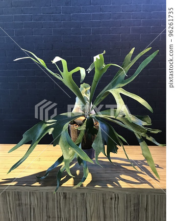 生機勃勃的蕨類植物 96261735