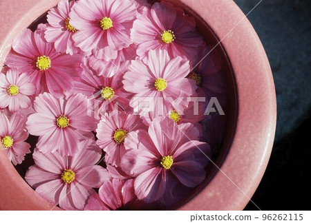 cosmos flower floating in water 96262115